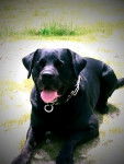 labrador-BANDIT - Labrador Retriever