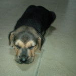 crois&eacute; berger labrador - Labrador Retriever