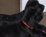 deux de mes chiots - Labrador Retriever (1 mois)