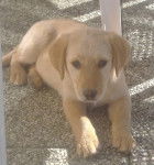 Chynook Labrador a 3 mois - Labrador Retriever (3 mois)