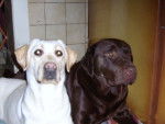 Bahia et Ulysse - Labrador Retriever