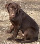 Chivas 4 mois 1/2 - Labrador Retriever (4 mois)