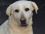 Bianca chienne Labrador - Labrador Retriever