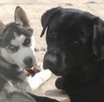 Candy et Argon - Labrador Retriever