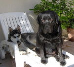 Candy et Argon - Labrador Retriever