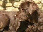 Utha de Br&acirc;me Pin Castel Labrador Chocolat - Labrador Retriever