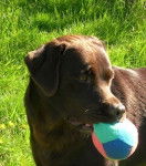 Utha de Br&acirc;me Pin Castel - LOF - Labrador Retriever