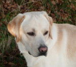 Cador 1 an 1/2 - Labrador Retriever