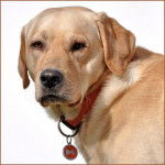 Portrait labrador : Ca&iuml;d - Labrador Retriever