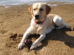 Ca&iuml;d &agrave; la plage - Labrador Retriever