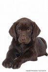 Chiot Labrador chocolat en photo - Labrador Retriever