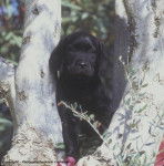 Cow-boy : chiot labrador - Labrador Retriever