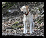 Ca&iuml;d Labrador m&acirc;le de 3 ans - Labrador Retriever (3 ans)