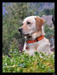 Beau portrait de Labrador, Ca&iuml;d - Labrador Retriever