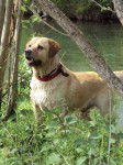 Taz, 7 ans - Labrador Retriever (7 ans)