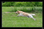 Caïd en course - Labrador Retriever