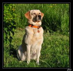 Beau Labrador, Ca&iuml;d - Labrador Retriever