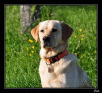 Labrador sable de 3 ans : Ca&iuml;d - Labrador Retriever (3 ans)