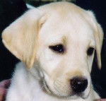 salie - Labrador Retriever (10 mois)