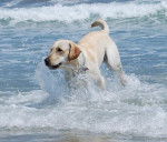 Eden Labrador sable 16 mois - Labrador Retriever (1 an et 4 mois)