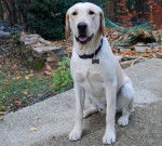 Eden Labrador sable &agrave; 10 mois - Labrador Retriever (10 mois)