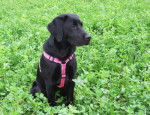 Kayla 6 mois - Labrador Retriever (6 mois)
