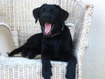 Kayla femelle 6 mois - Labrador Retriever (6 mois)