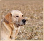 Beau portrait Caid, Labrador sable - Labrador Retriever