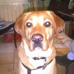 bella - Labrador Retriever (3 mois)