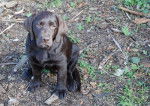 Gaya, Labrador Chocolat, 3 mois - Labrador Retriever (3 mois)