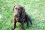 Gaya Labrador Chocolat n&eacute;e le 13 juin 2011 - Labrador Retriever