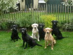 6 Labradors en photo - Labrador Retriever