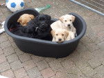 Chiots Labradors dans leur panier - Labrador Retriever
