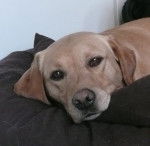 Taxawax m&acirc;le 5 ans - Labrador Retriever (5 ans)