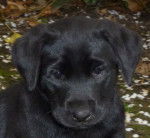 Chiot Labrador n&eacute; en mars 2012 - Labrador Retriever