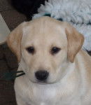 Chiot Labrador sable n&eacute; en mars 2012 - Labrador Retriever