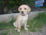 Jazzy femelle Labrador 2 mois - Labrador Retriever (2 mois)