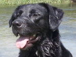 HARLAY - Labrador Retriever