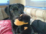 HARLAY - Labrador Retriever