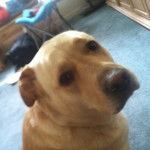 KC - Labrador Retriever (3 ans)