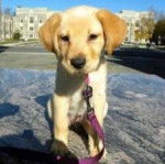 Babou - Labrador Retriever (6 mois)