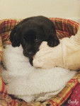 Triana - Labrador Retriever (1 mois)