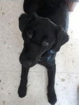 Triana - Labrador Retriever (5 mois)