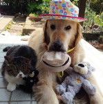 Lady - Labrador Retriever (1 an)