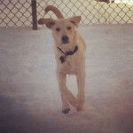 Marley - Labrador Retriever Mâle (7 mois)