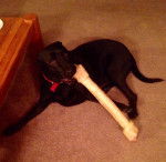 Sadie - Labrador Retriever (1 an)
