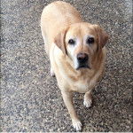 Cody - Labrador Retriever M&acirc;le (7 ans)