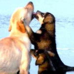 Philippo Feliz - Labrador Retriever M&acirc;le (3 ans)