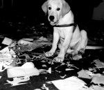 Philippo Feliz - Labrador Retriever Mâle (2 mois)