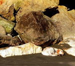 Philippo Feliz - Labrador Retriever M&acirc;le (10 mois)